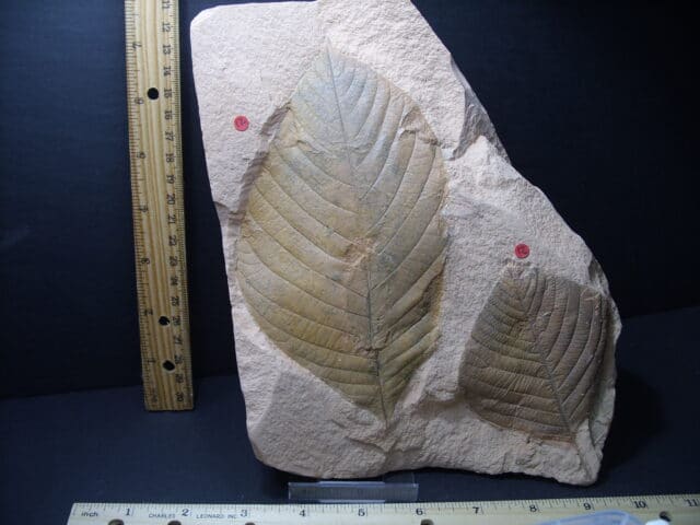 Fossil Hickory Leaf  (101921r) - Image 2