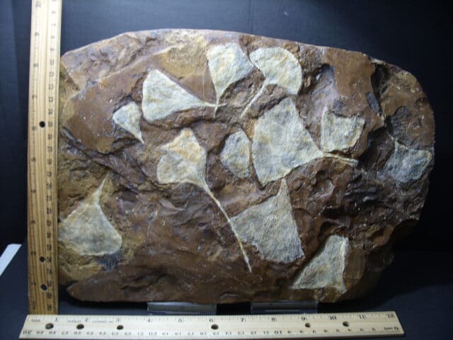 Fossil Ginkgo Leaves (101921x) - Image 2
