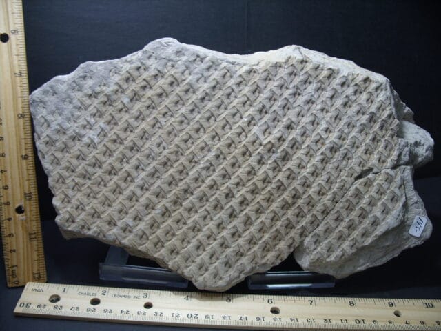 Fossil Scale Tree  "Lepidodendron" (102121a)