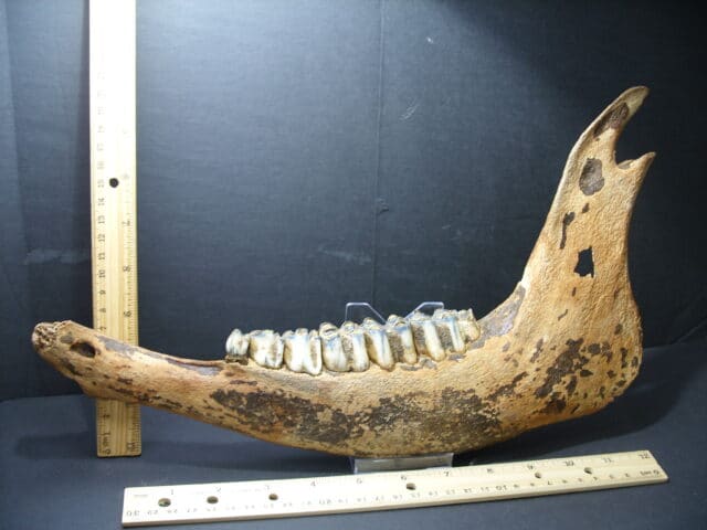 Fossil Bison Jaw with Teeth(102121b)