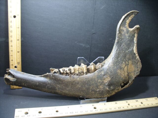 Fossil Bison Jaw with Teeth (102121c),,ON HOLD...Cynthis S.  10/28/21