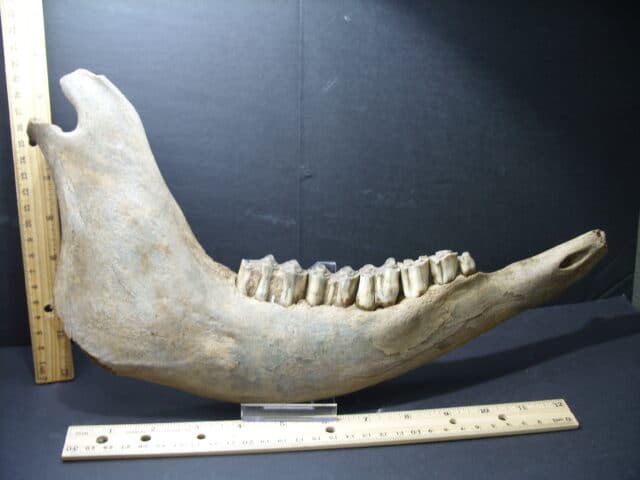 Fossil Bison Jaw with Teeth (102121e)