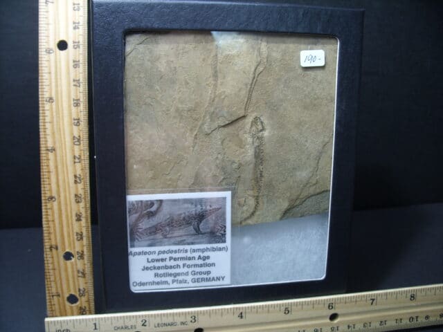 Fossil Amphibian Apateon (102121g)