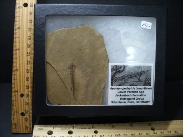 Fossil Amphibian Apateon (102121h)
