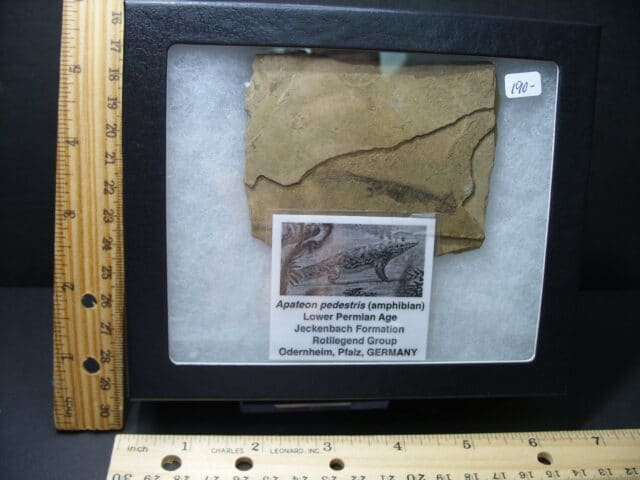 Fossil Amphibian Apateon (102121j)