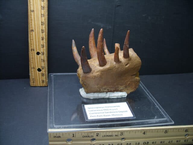 Fossil Pterosaur Mouth Part (102121k....ON HOLD for Bruce B....10/29/21
