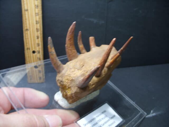 Fossil Pterosaur Mouth Part (102121k....ON HOLD for Bruce B....10/29/21 - Image 2