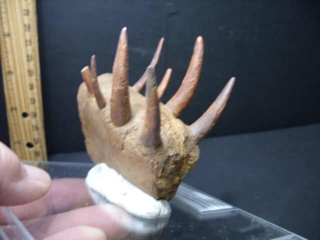 Fossil Pterosaur Mouth Part (102121k....ON HOLD for Bruce B....10/29/21 - Image 3