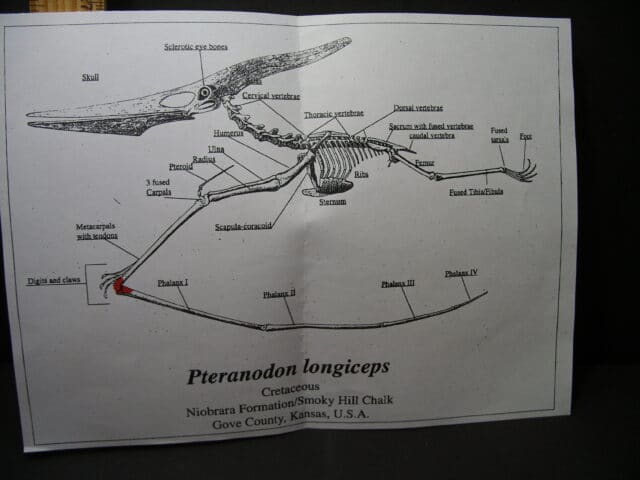Pterosaur “Flying Dinosaur” Wing Bone Parts (102121m) - Image 4