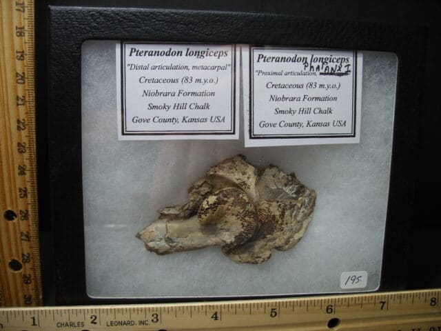 Pterosaur “Flying Dinosaur” Wing Bone Parts (102121m)