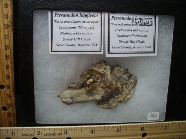Pterosaur “Flying Dinosaur” Wing Bone Parts (102121m) - Image 3