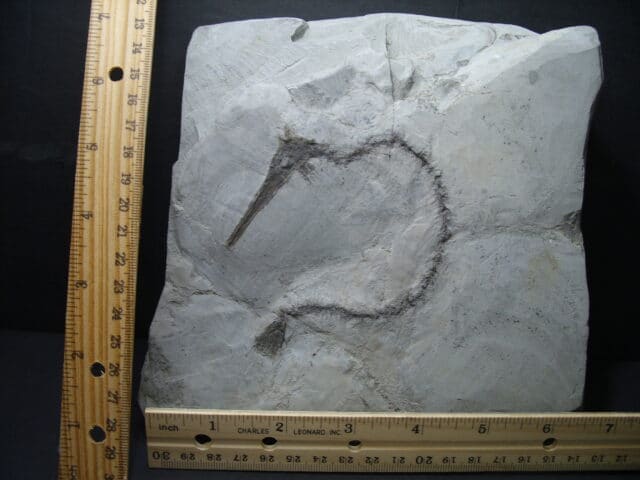 Fossil SeaHorse (102121s)