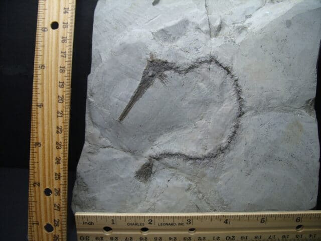 Fossil SeaHorse (102121s) - Image 2