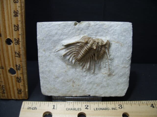 Fossilized Trilobite – Kettneraspis williamsi  (Leonaspis) (102121x)