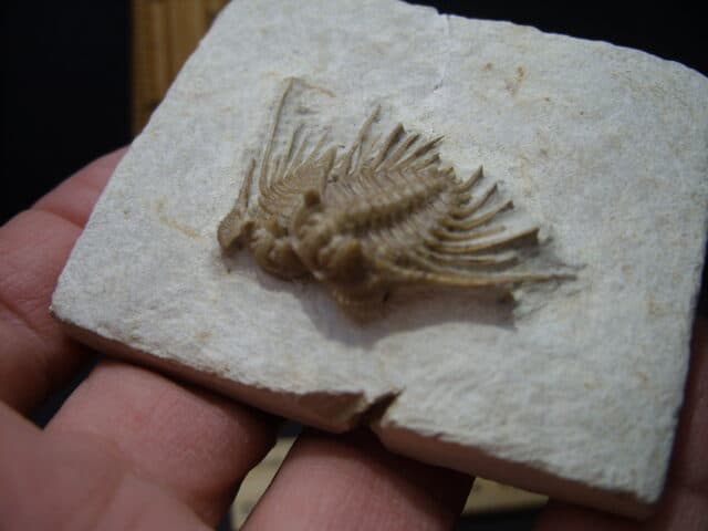 Fossilized Trilobite – Kettneraspis williamsi  (Leonaspis) (102121x) - Image 2