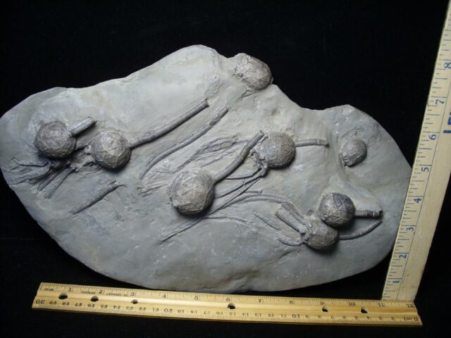Excellent Cystoid Specimens with Head & Stems  (102621a)   - Image 3