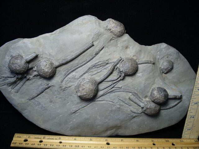 Excellent Cystoid Specimens with Head & Stems  (102621a)   - Image 2