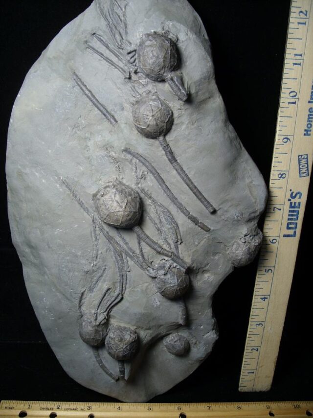 Excellent Cystoid Specimens with Head & Stems  (102621a)  