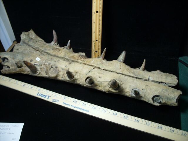 Fossilized Crocodile snout with Teeth (102621b)....ON HOLD for Matt R  10/26/21