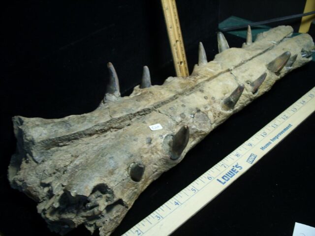 Fossilized Crocodile snout with Teeth (102621b)....ON HOLD for Matt R  10/26/21 - Image 2