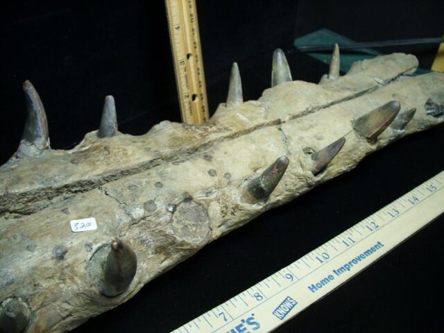 Fossilized Crocodile snout with Teeth (102621b)....ON HOLD for Matt R  10/26/21 - Image 3