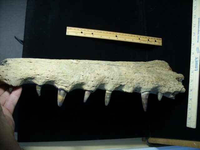 Fossilized Crocodile snout with Teeth (102621b)....ON HOLD for Matt R  10/26/21 - Image 4
