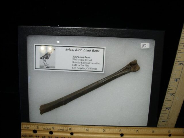 La Brea Tar Pit Bird Bone (102621e)
