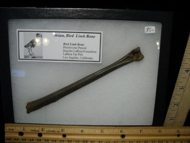 La Brea Tar Pit Bird Bone (102621e) - Image 2