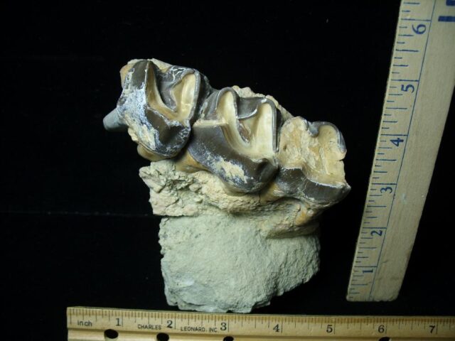 Three Large Titanothere Molars (102621j)