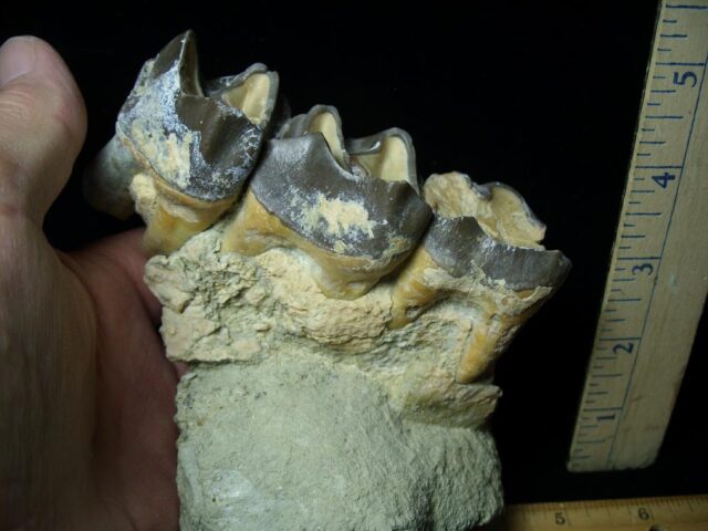 Three Large Titanothere Molars (102621j) - Image 3