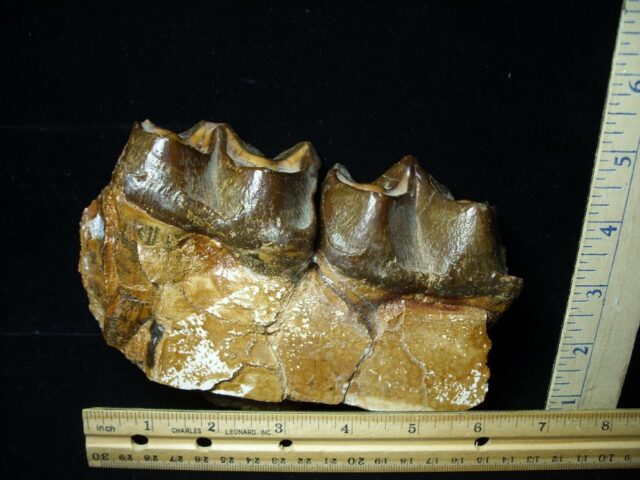 Two Large Titanothere Molars (102621k)* “SPECIAL - BELOW DEALER COST ” *
