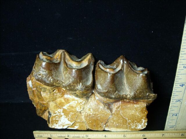 Two Large Titanothere Molars (102621k)* “SPECIAL - BELOW DEALER COST ” * - Image 4