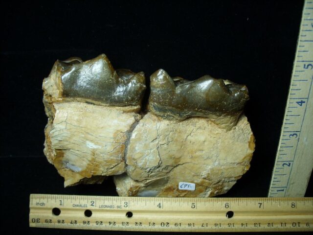 Two Large Titanothere Molars (102621k)* “SPECIAL - BELOW DEALER COST ” * - Image 3