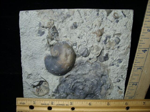 Fossil Gastropod (102621m)