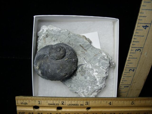 Fossil Gastropod (102621p)