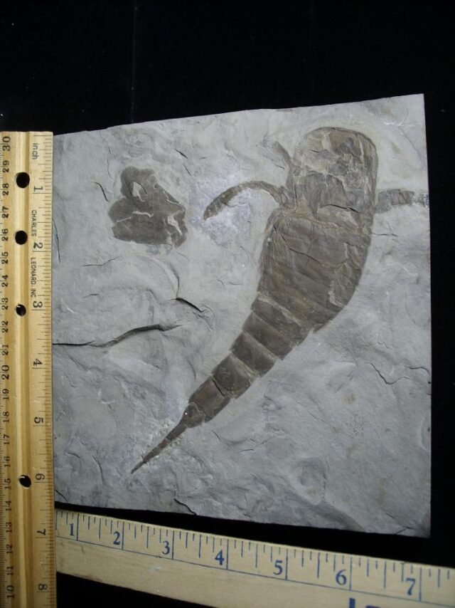 Eurypterid Specimen (102621x)