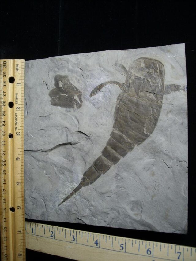 Eurypterid Specimen (102621x) - Image 2