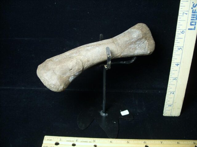 Edmontosaurus  Dinosaur Metatarsal (Upper Foot  Bone)(102621q)