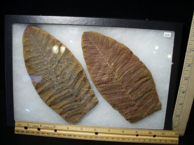 "Giant" Mazon Creek Fern Fossil Nodule (102721a - Image 2