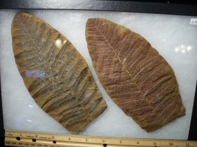 "Giant" Mazon Creek Fern Fossil Nodule (102721a