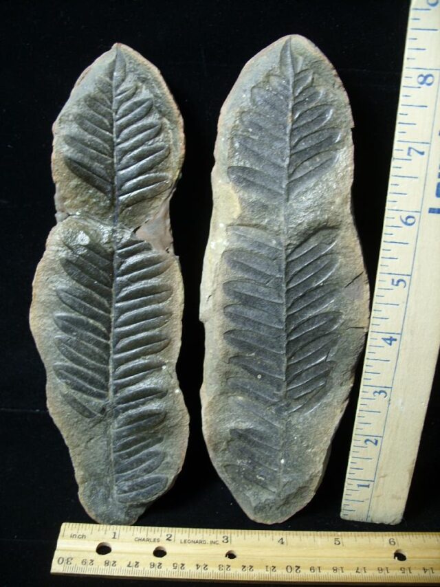 "Giant" Mazon Creek Fern Fossil Nodule (102721b)  - Image 2