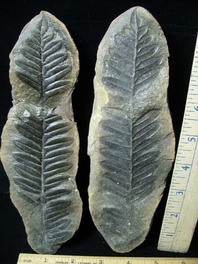 "Giant" Mazon Creek Fern Fossil Nodule (102721b) 