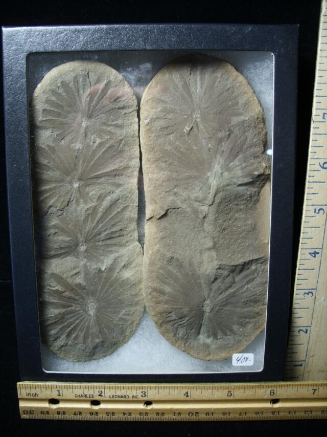 "Giant" Mazon Creek Annularia Fossil Nodule (102721c) 