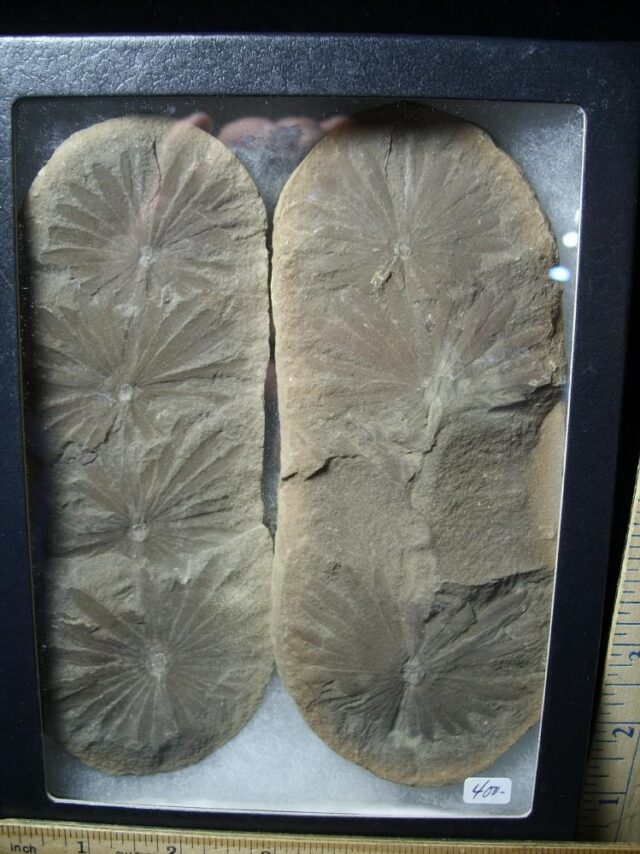 "Giant" Mazon Creek Annularia Fossil Nodule (102721c)  - Image 2