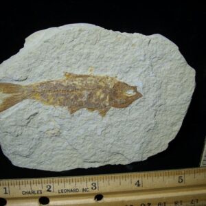 Fossilized “Green River” Fish (121921b)
