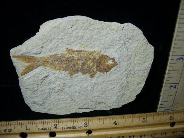 Fossilized “Green River” Fish (121921b)