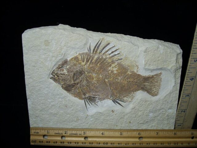 Fossilized “Green River”  Priscacara  Fish  (102721d)