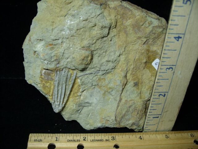 Indiana Fossil Crinoid  (102721e)