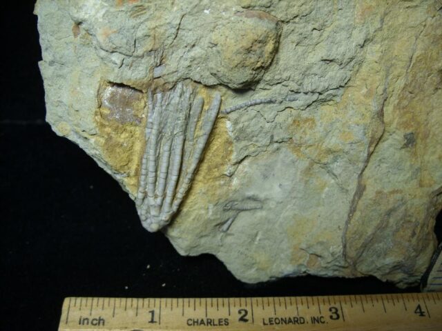 Indiana Fossil Crinoid  (102721e) - Image 2