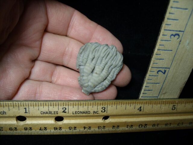 Indiana Fossil Crinoid  (102721g)